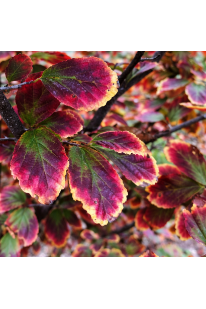 Парротія перська Persian Spire осіннє забарвлення листя